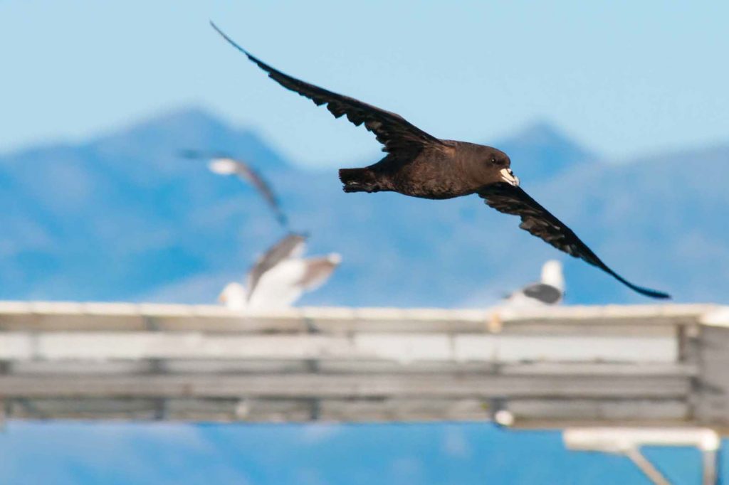 Future-proofing the Petrel