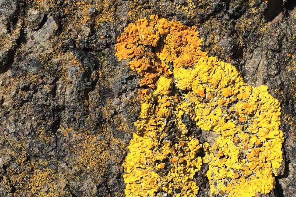 Conservation of the 'unfashionable': the use of DNA sequence data to identify our neglected biodiversity
