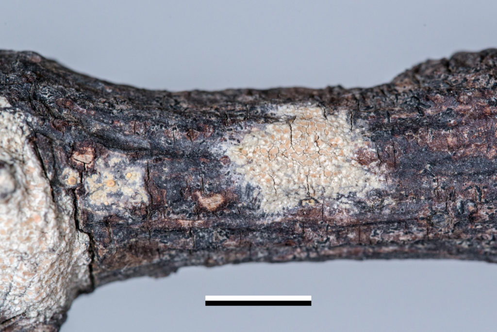 Lecanora kohu a new lichen from the Chatham Islands
