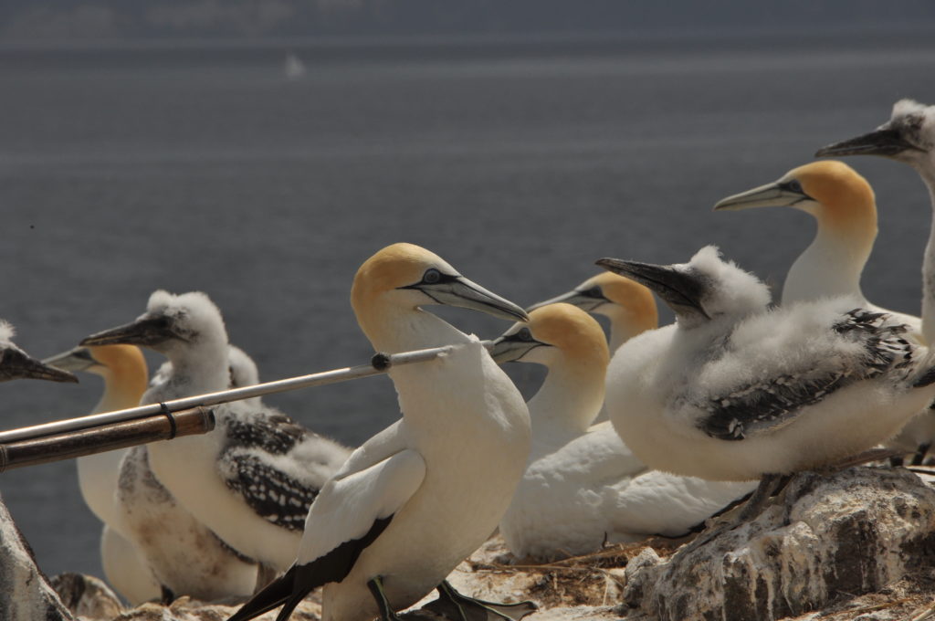 Gannet diet