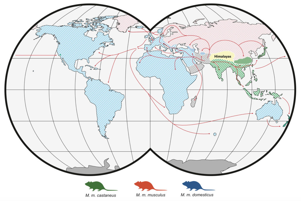 The genomic ancestry of New Zealand’s mice (Part 1)