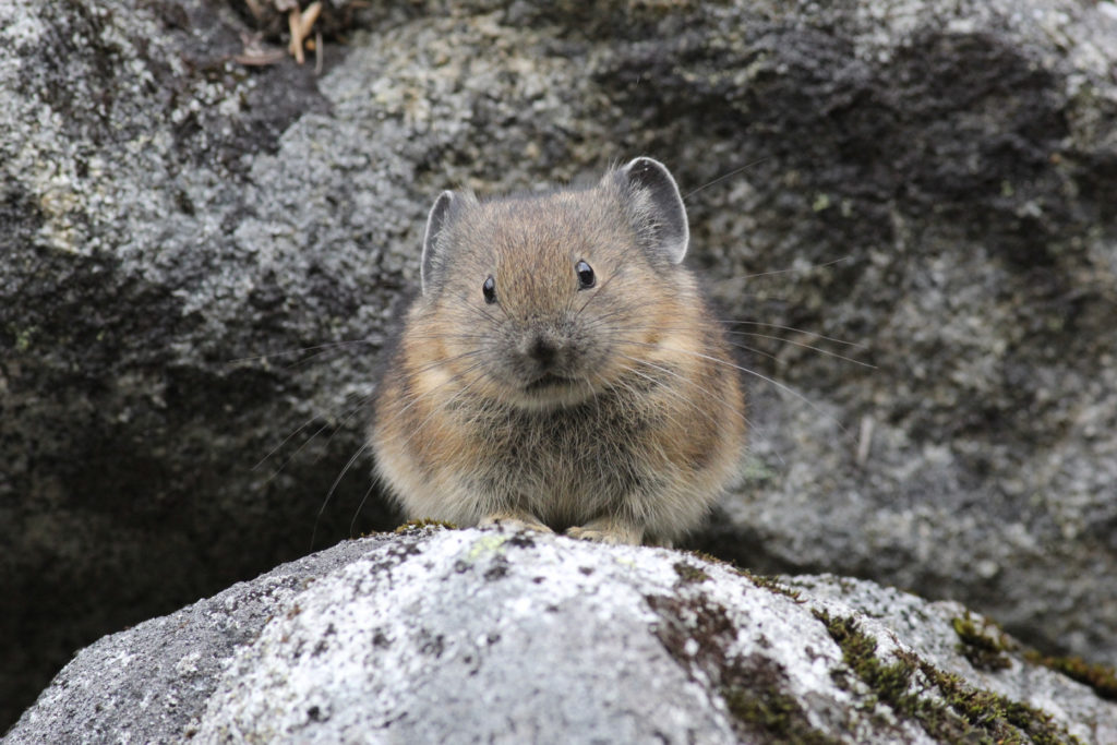 Blog: Climate change, genetics and small fluffy animals - Andrew Veale