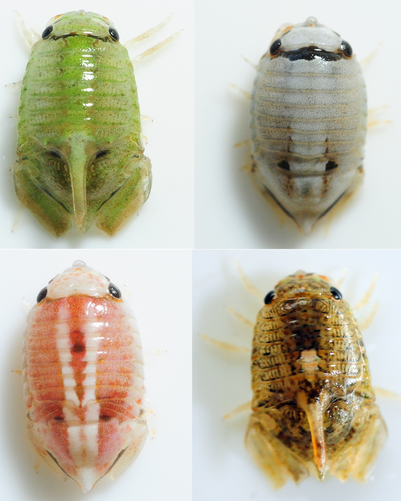Fifty shades of prey: extreme colour polymorphism in an endemic marine isopod