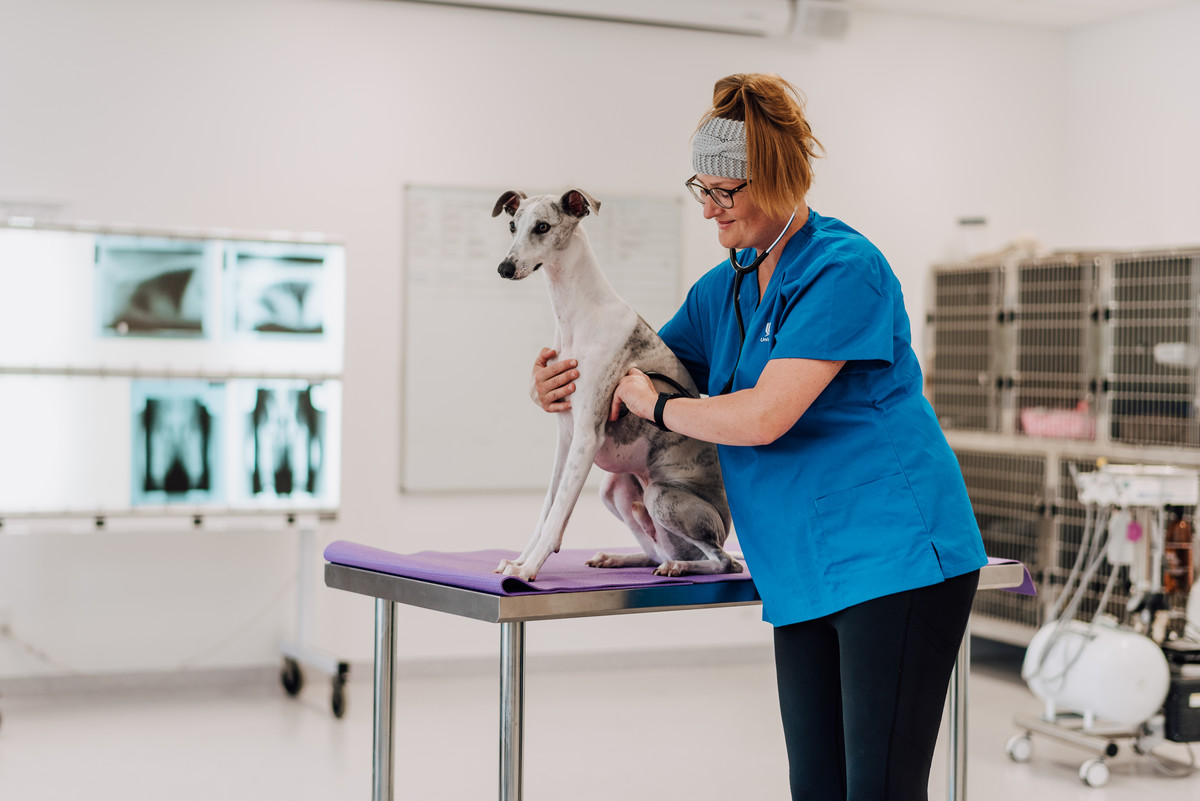 Study Veterinary Nursing | Courses | Unitec