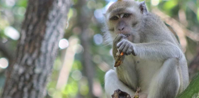 Macaque Monkey