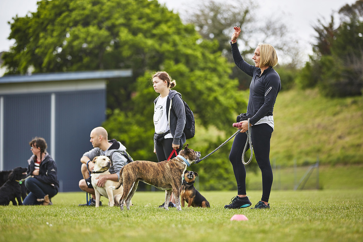 How To A Dog Trainer Nz