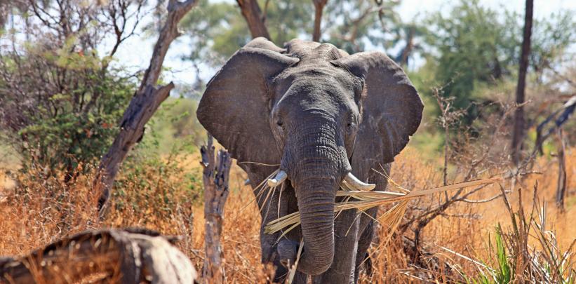 elephant-zoo-inside-story