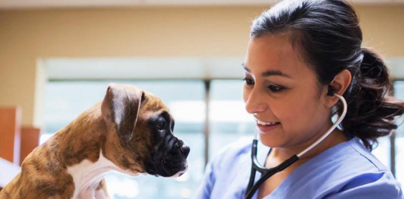 Unitec introduces New Zealand's First Bachelor of Veterinary Nursing Degree