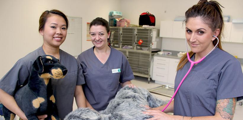 Student vet nurses to get hands on experience in Tonga | Unitec
