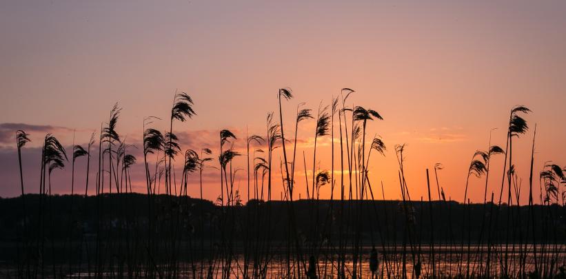 wetlands