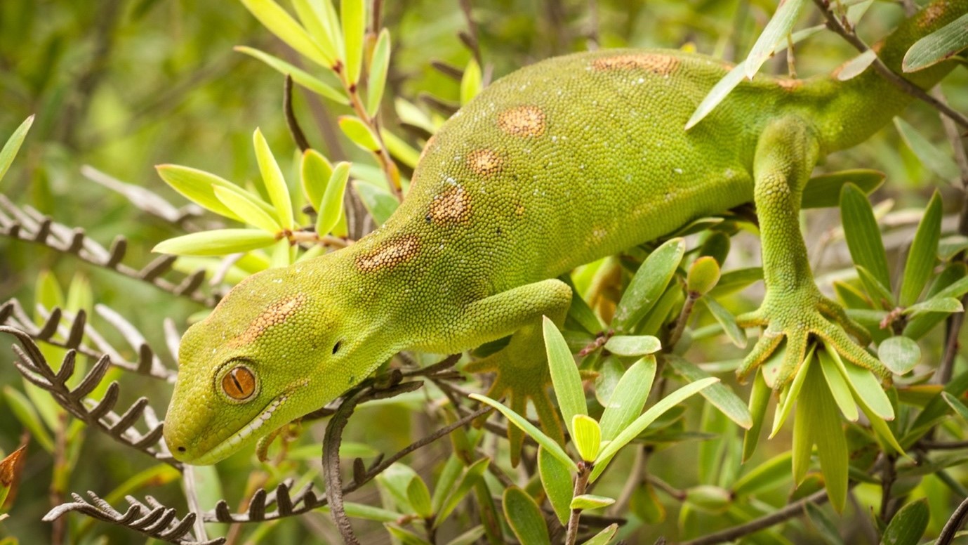 A bright green gecko with brown spots clings to leafy branches, its orange-red eyes gazing sideways amidst lush green foliage.