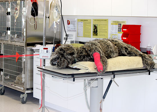 Unitec's simulation vet clinic