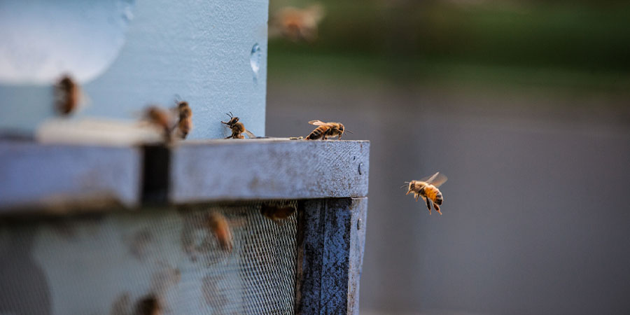 A close-up picture of bees buzzing around a hive.