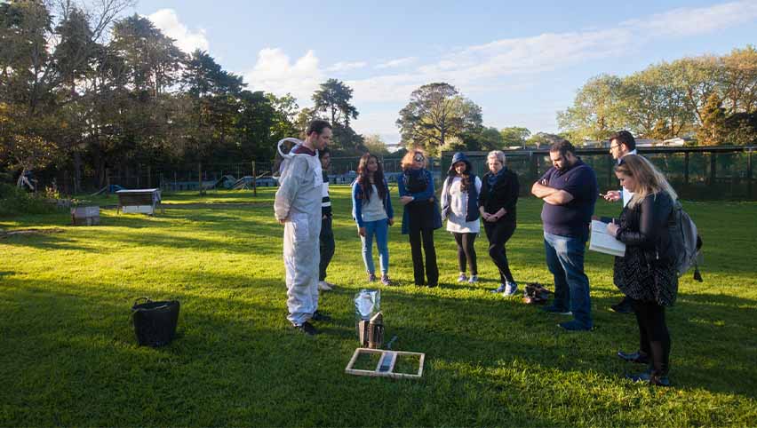 The business students and the bees