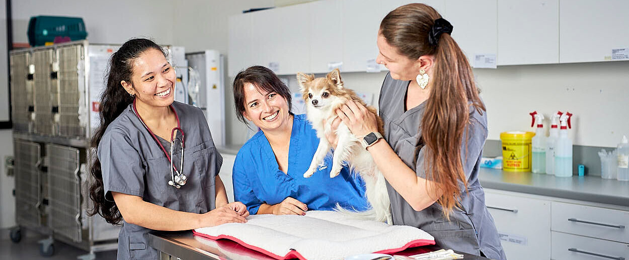 Three Veterinary nurses check a dog