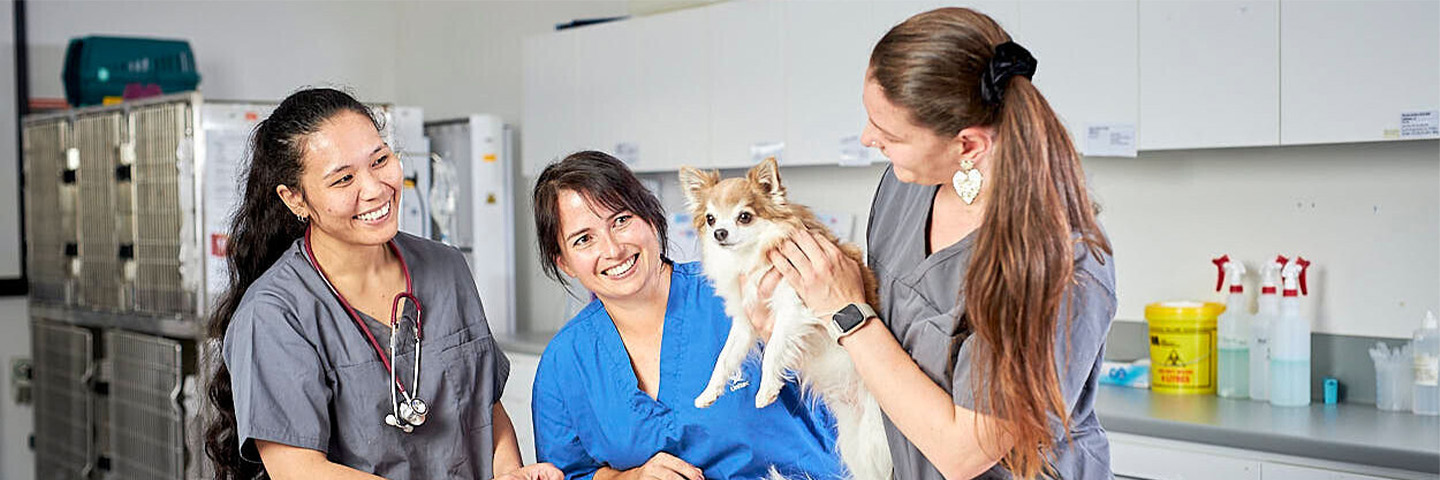 Three vet nurses examine a small dog.
