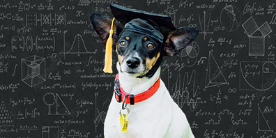 Dogs head to maths class