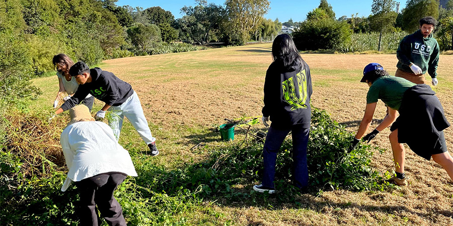 Kaimahi and ākonga in work clothes ,including sweatshirts with the Unitec logo on them, clear weeds in a field during the Manaaki Whenua working bee.