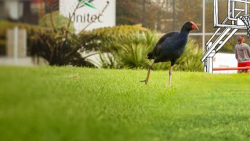 A pukeko walks over a lawn in front of a Unitec sign with students in the background.