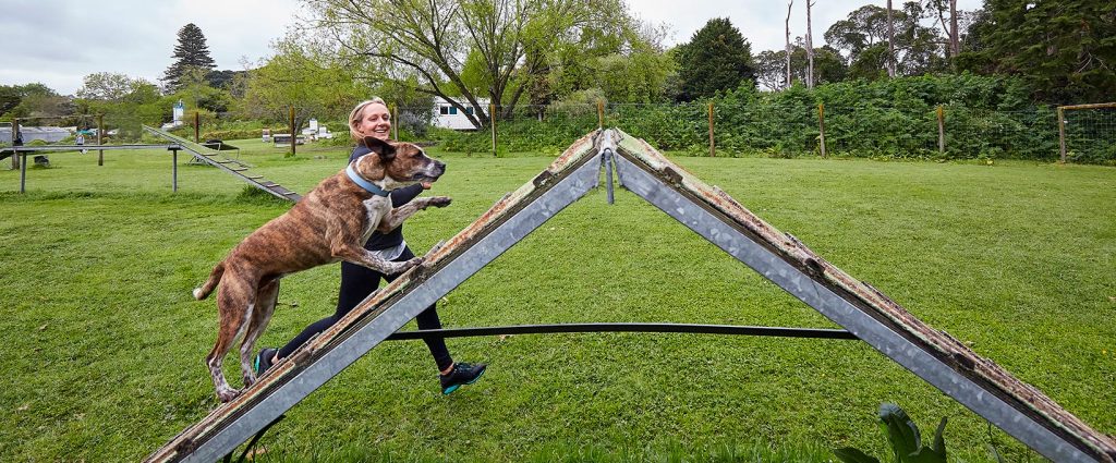 dog trainer guides dog over obstacle ramp
