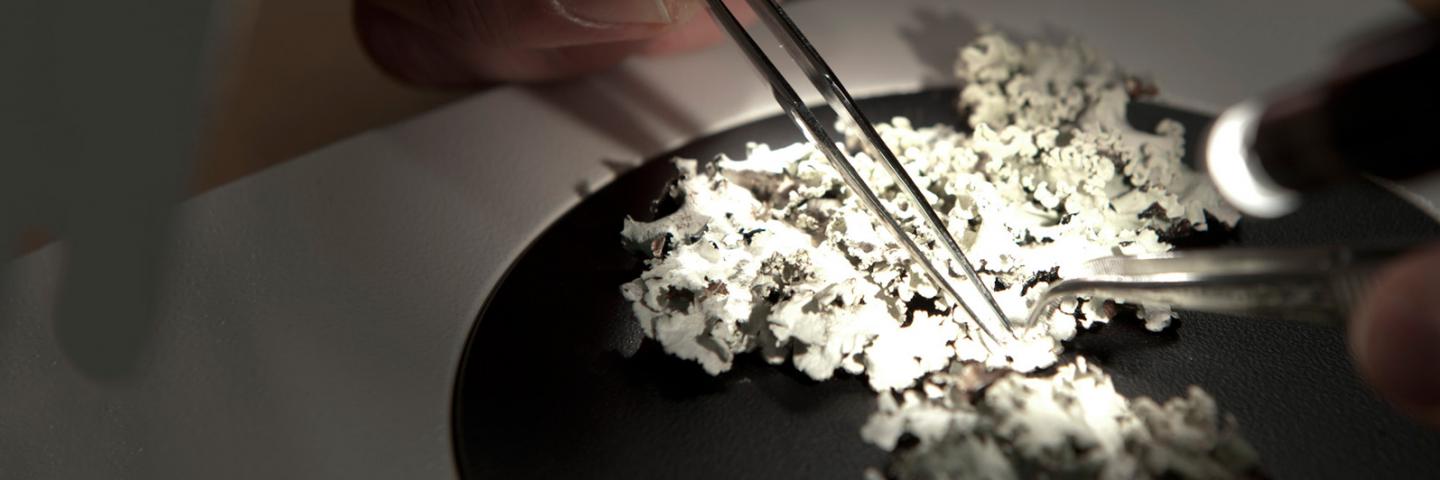 A chemical compound being tested with tweezers under a light.