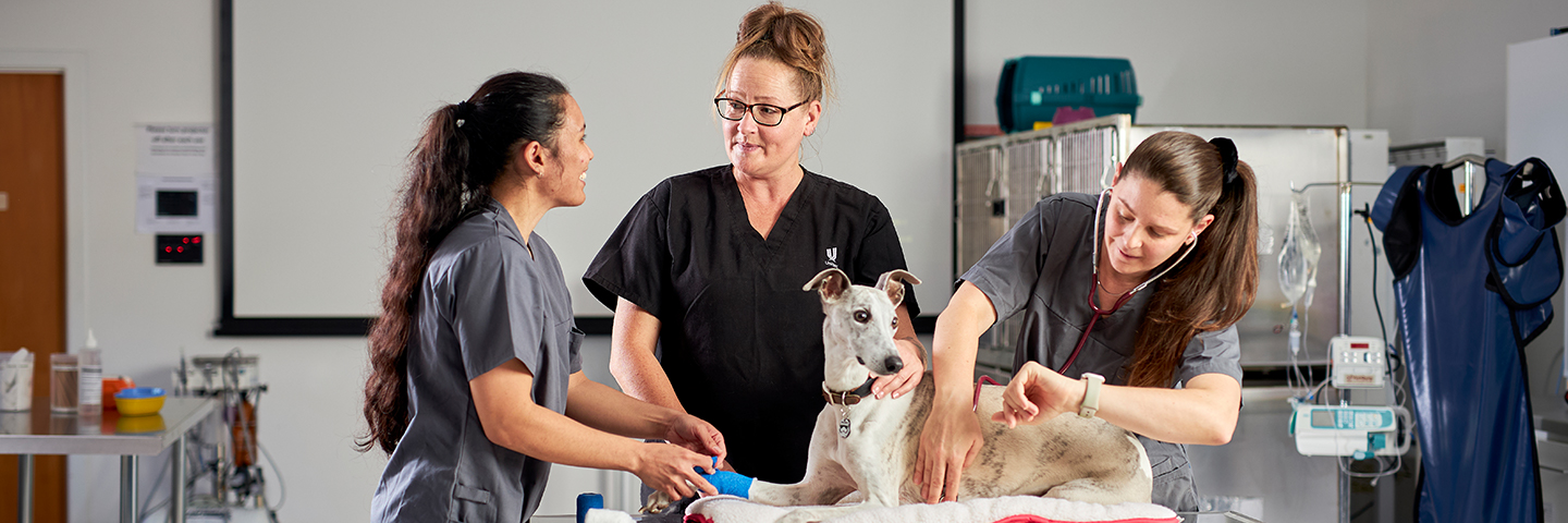 Three Veterinary nurses check a dog lying on an examination table
