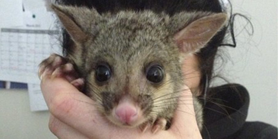 A possom is held up for the camera.