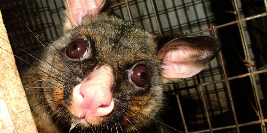 A possum in a cage.