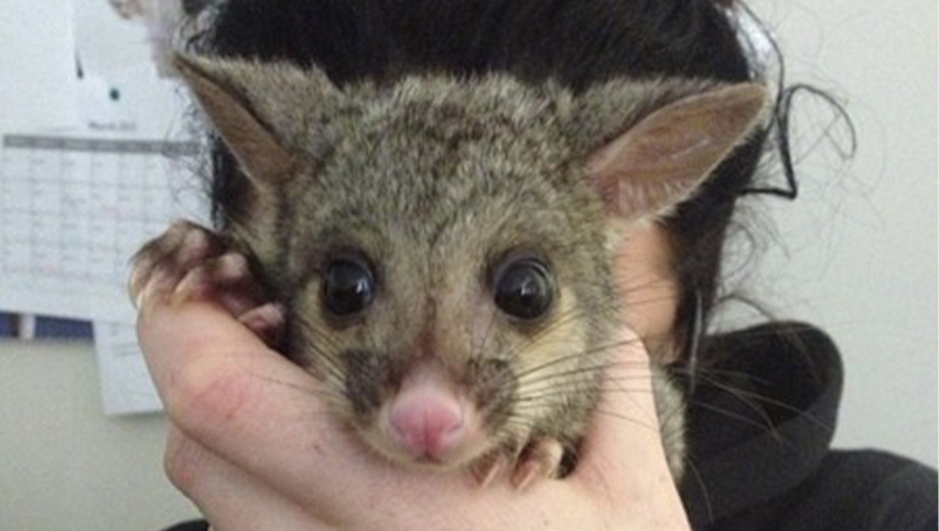 Major Government grant to trial environmentally sustainable possum control