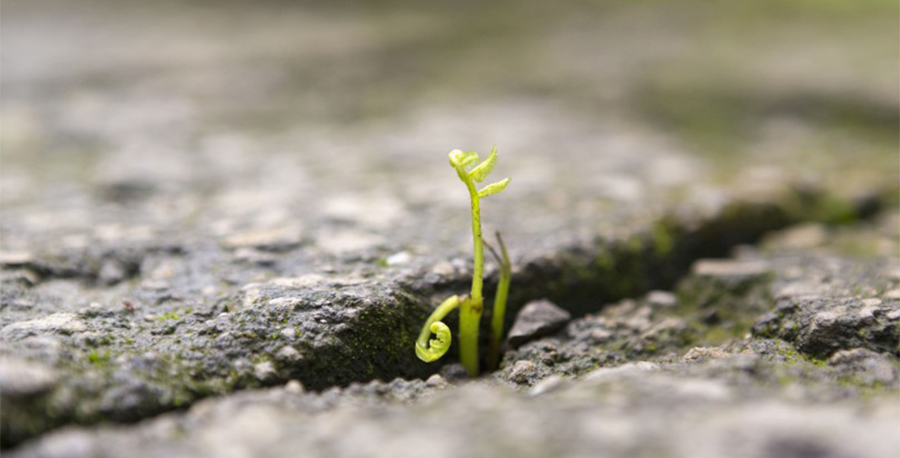 A green shoot growing out of a crack in some rock.