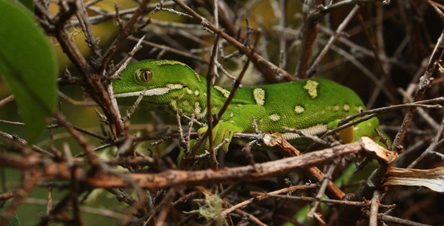 An Elegant Gecko in its habitat.