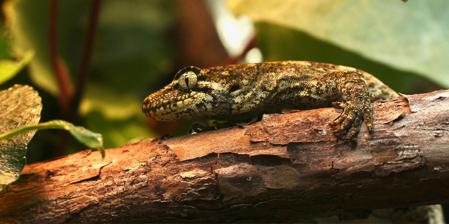 A Forest Gecko in its habitat.