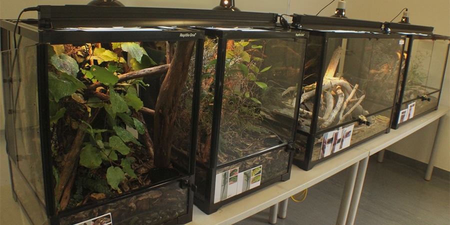 Native lizard enclosures at Te Puna Kararehe.