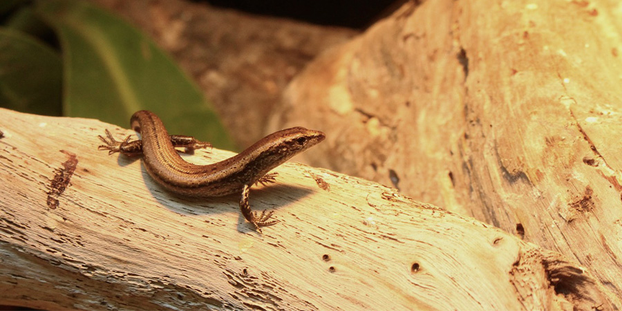 A Shore Skink in its habitat.