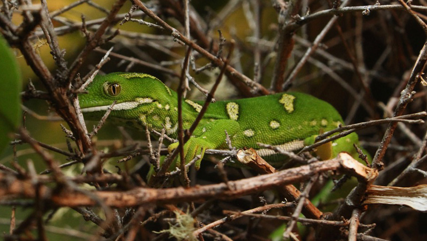 Rare native reptiles bring biodiversity learning to life at Te Puna Kararehe